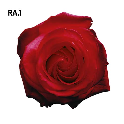 Addamsovi_motiv1 Addamsovi_motiv1